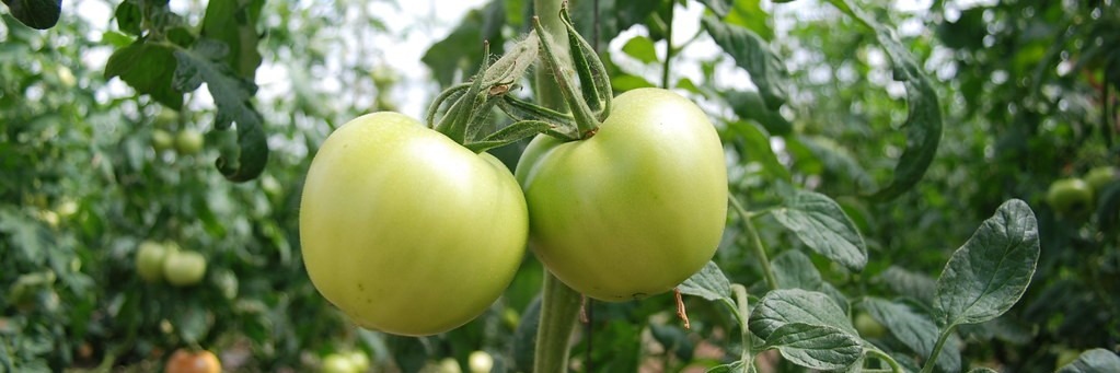 Organic Farming Types, Importances, Advantages and Benefits