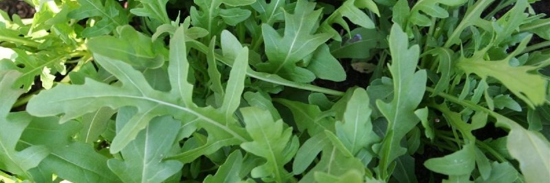 20 Most Profitable Crops For Farms Arugula