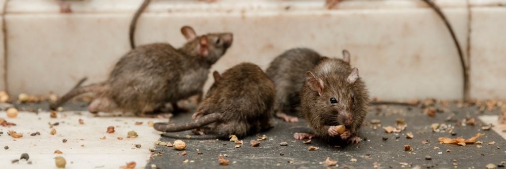 15 Proven Way on How to Get Rid of Rats on a Farm