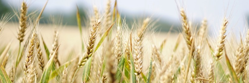 20 Most Profitable Crops For Farms Wheat