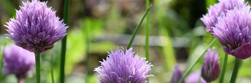 Chives 10 Most Profitable Herbs to Grow
