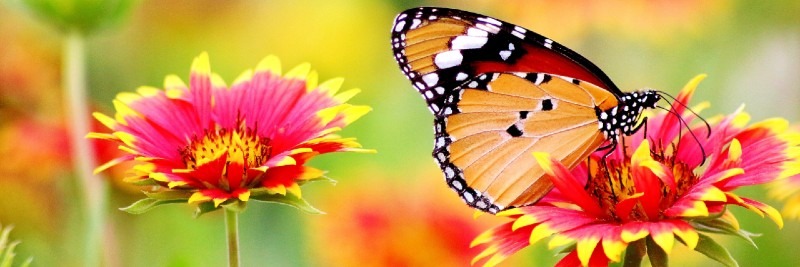 20 Most Profitable Crops For Farms Flowers