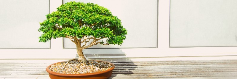 20 Most Profitable Crops For Farms Bonsai Plants
