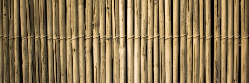 20 Most Profitable Crops For Farms Bamboo