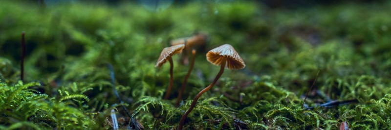 20 Most Profitable Crops For Farms Shiitake Mushrooms