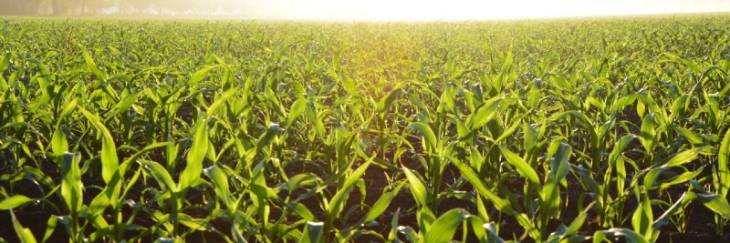 20 Most Profitable Crops For Farms Corn