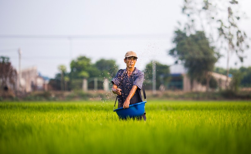 How Is Rice Grown? Explained in Details Sowing rice