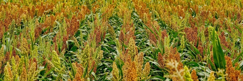 20 Most Profitable Crops For Farms Sorghum