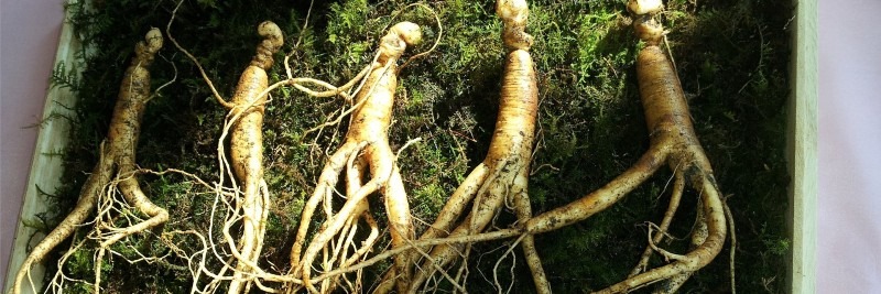 20 Most Profitable Crops For Farms Ginseng