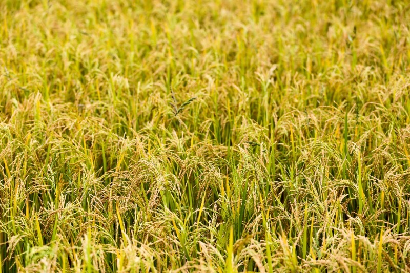 How Is Rice Grown? Explained in Details How Is Rice Grown? Explained in Details