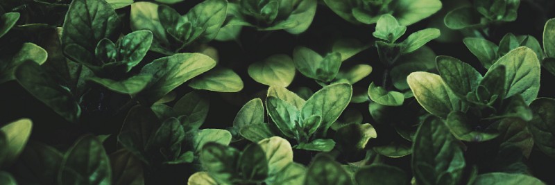 Basil