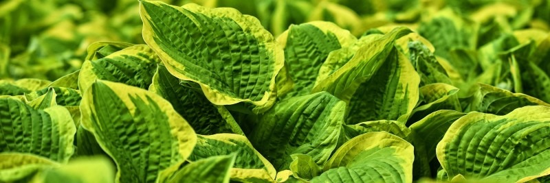 20 Most Profitable Crops For Farms Hostas