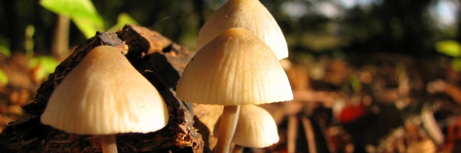 Mushroom Cultivation & Tips