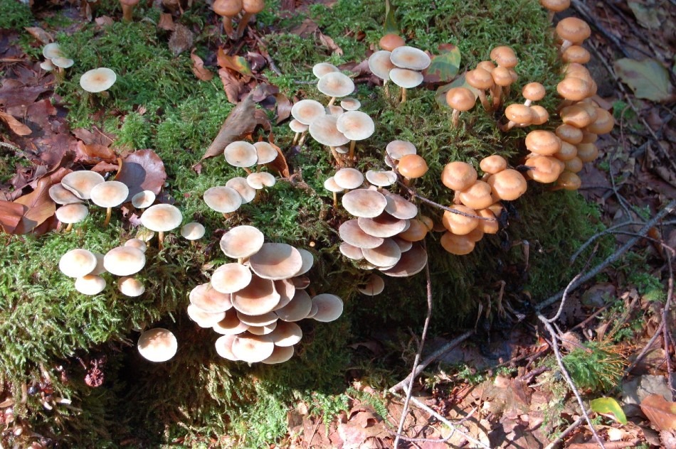 Mushroom Cultivation & Tips