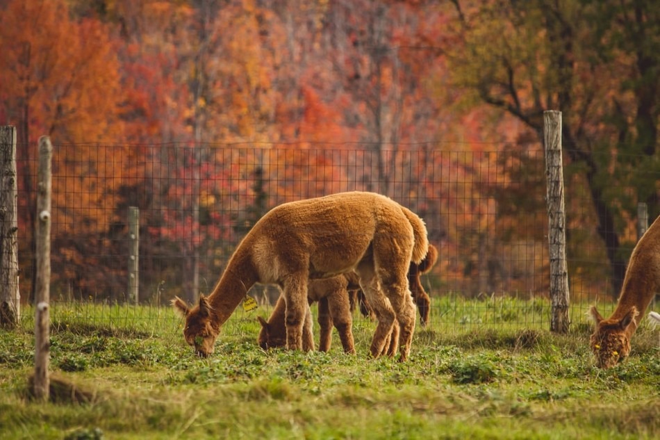 Alpaca Farm: Everything you need to know
