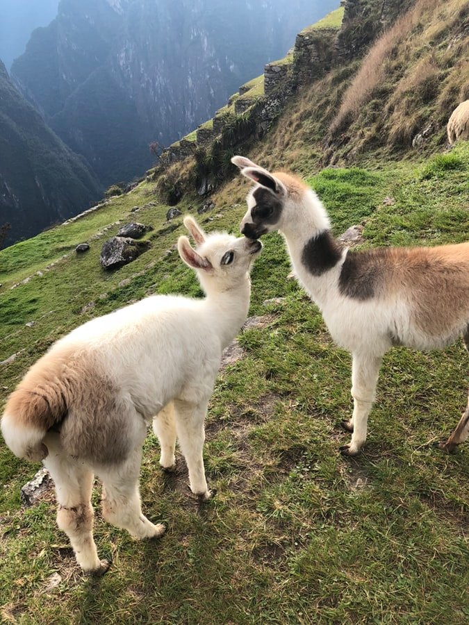 Alpaca Farm: Everything you need to know