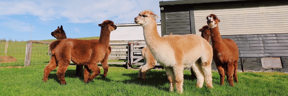 Alpaca Farm: Everything you need to know