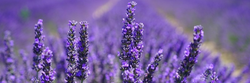 Lavender 10 Most Profitable Herbs to Grow
