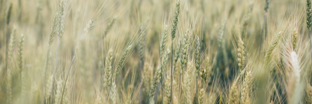How Rice Is Grown?
