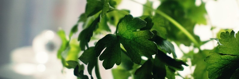 Cilantro/Coriander 10 Most Profitable Herbs to Grow
