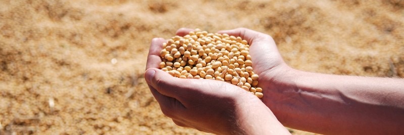 20 Most Profitable Crops For Farms Soybeans