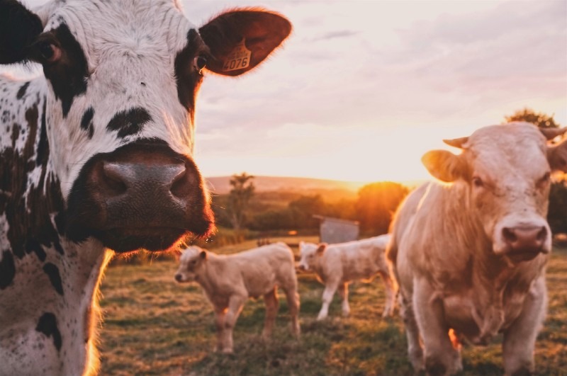 Pastoral Farming