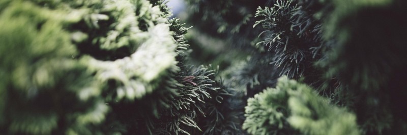 20 Most Profitable Crops For Farms Arborvitae
