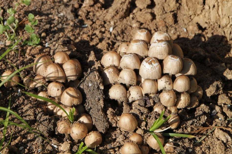 Mushroom Cultivation & Tips