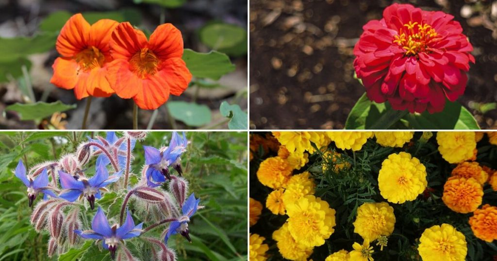 15 Best Flowers to Grow in Your Vegetable Garden - And Why