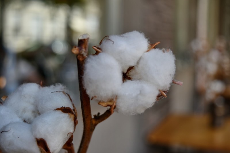 Best cotton features