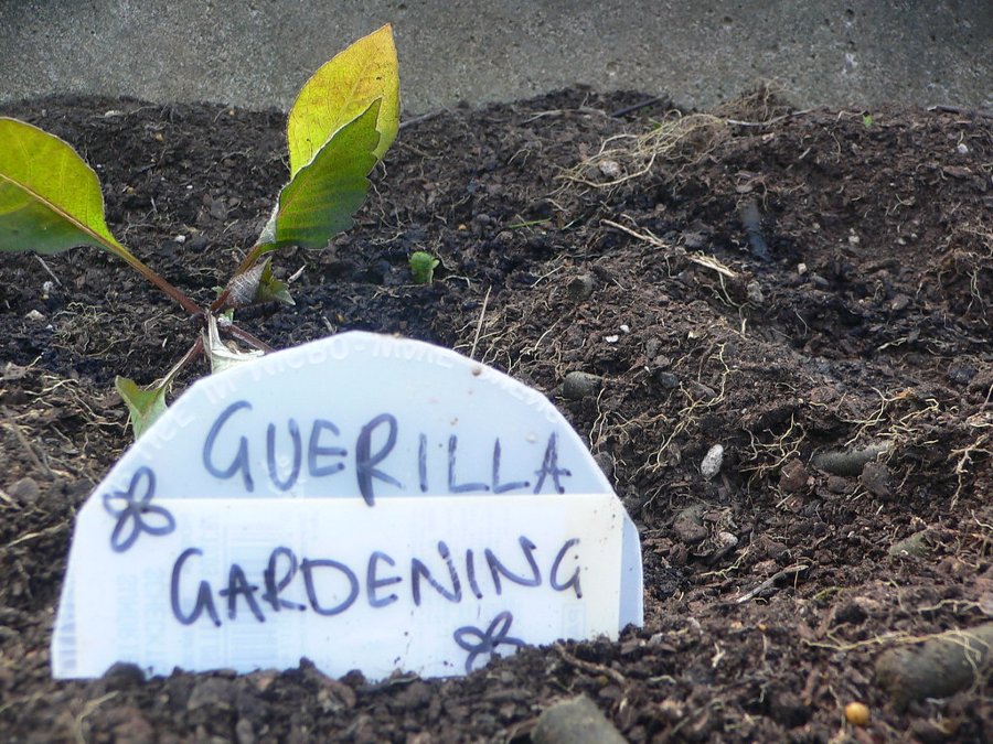 What is Guerilla Gardening and What are Seed Bombs