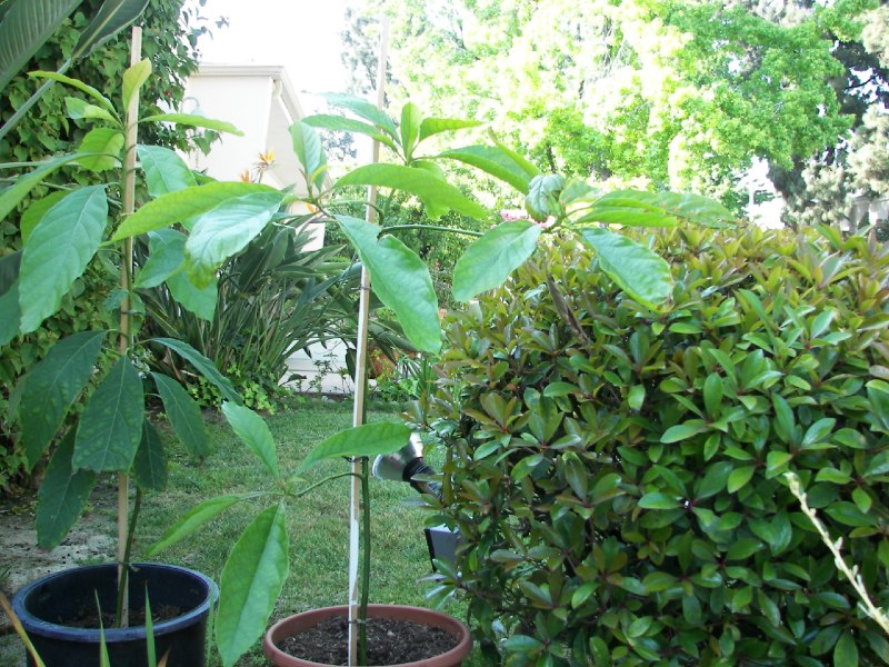 How to Plant an Avocado - Everything You Need To Know