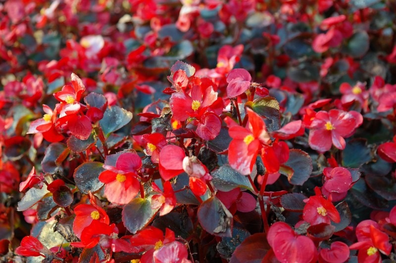 Begonias 15 Best Flowers to Grow in Your Vegetable Garden - And Why