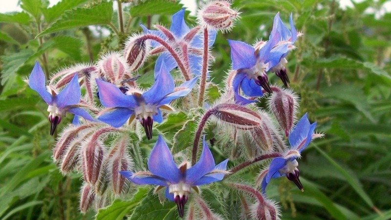 Borage 15 Best Flowers to Grow in Your Vegetable Garden - And Why