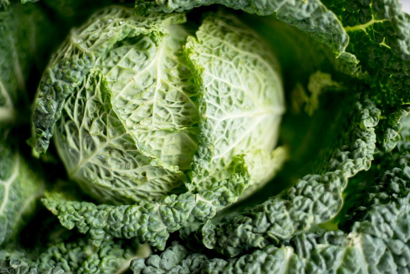 Cabbage