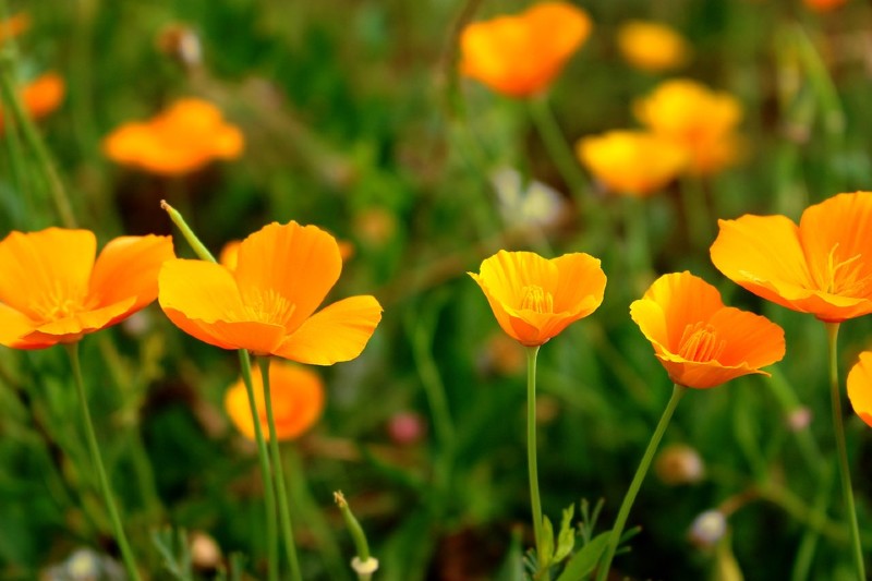 California poppy 15 Best Flowers to Grow in Your Vegetable Garden - And Why