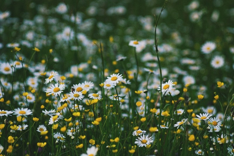 Chamomile 10 Most Profitable Herbs to Grow
