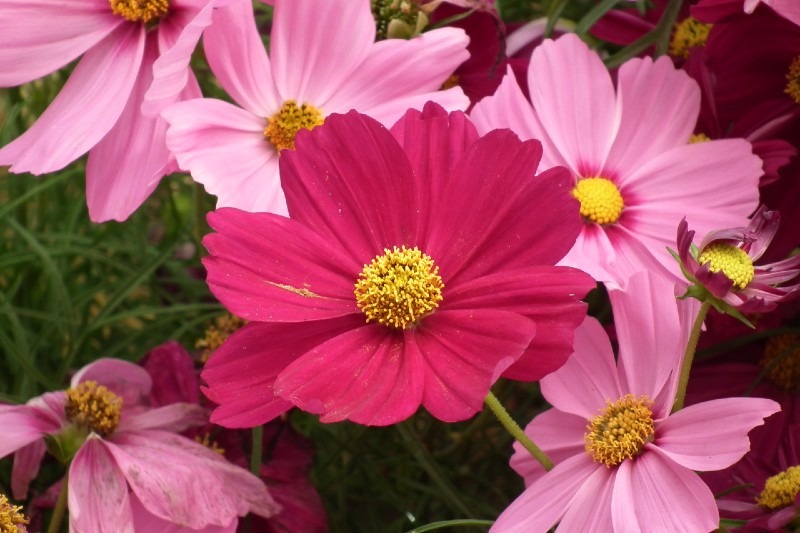 Cosmos 15 Best Flowers to Grow in Your Vegetable Garden - And Why