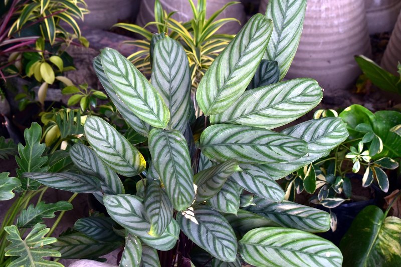 Crotons
