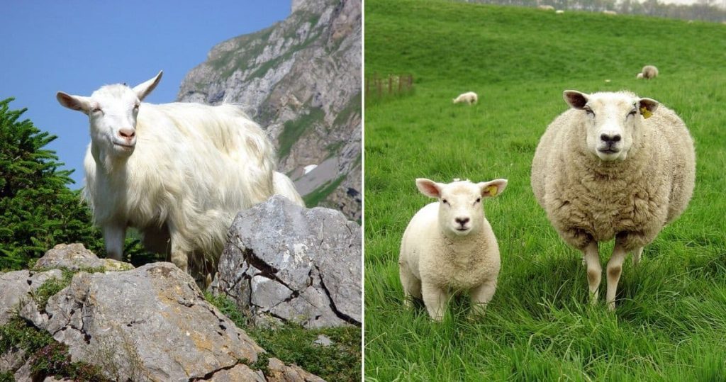 Why Are Sheep More Popular Animals To Farm Than Goats?