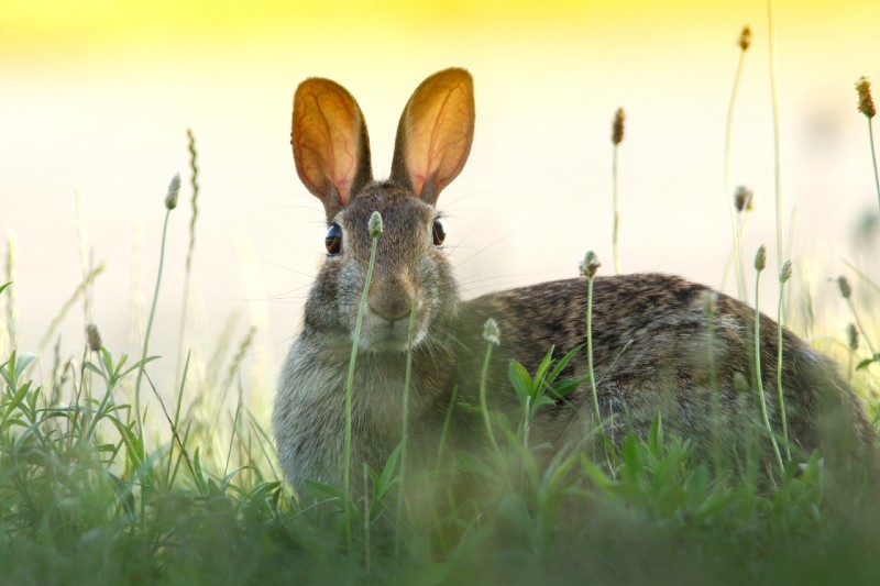 Domestic rabbit