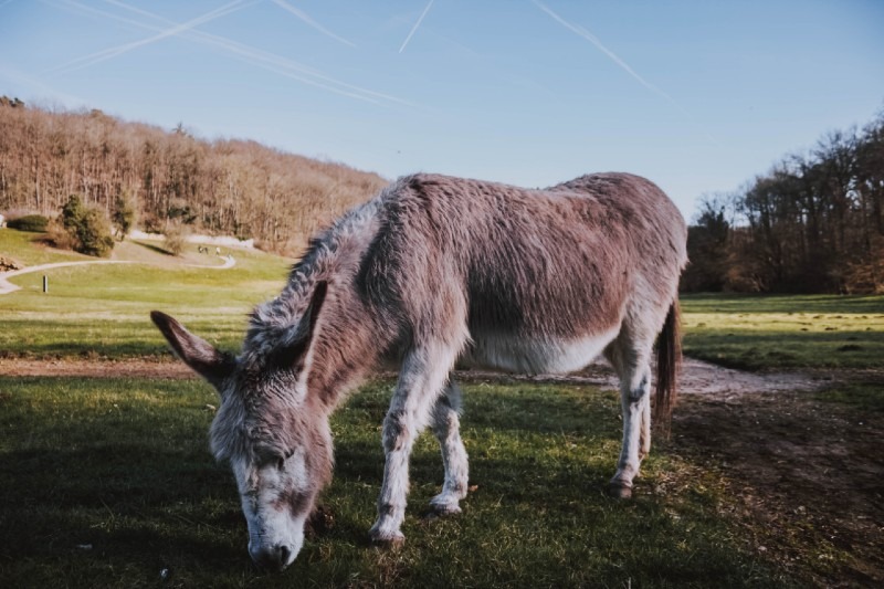 Donkeys