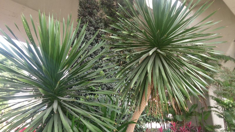 Dracena