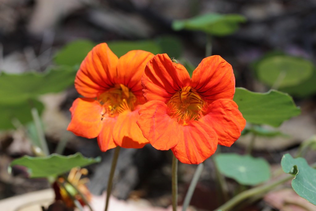 Garden nasturtium 15 Best Flowers to Grow in Your Vegetable Garden - And Why