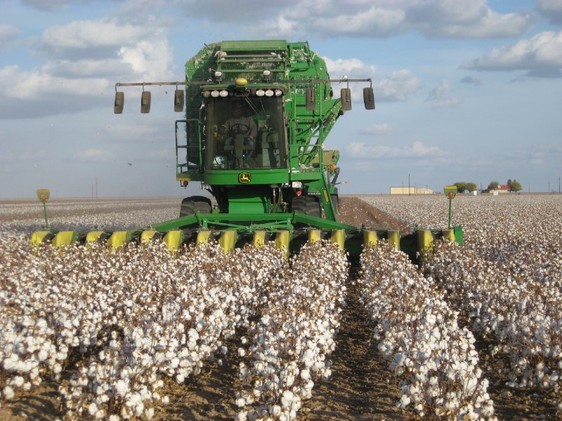Agrotechnics for cotton farming