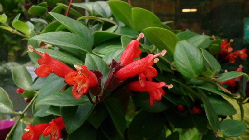 Lipstick plant