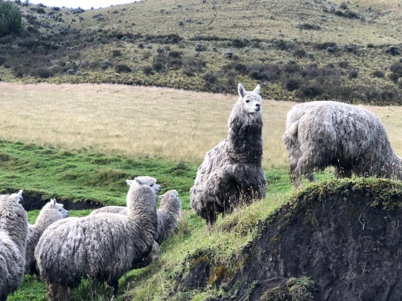 Llamas