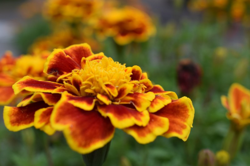 Marigold 15 Best Flowers to Grow in Your Vegetable Garden - And Why