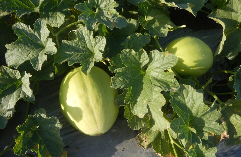 Melon