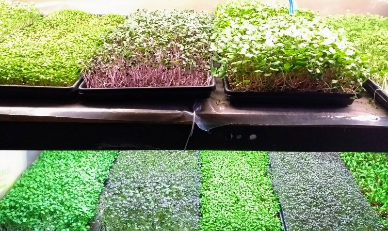 Microgreens